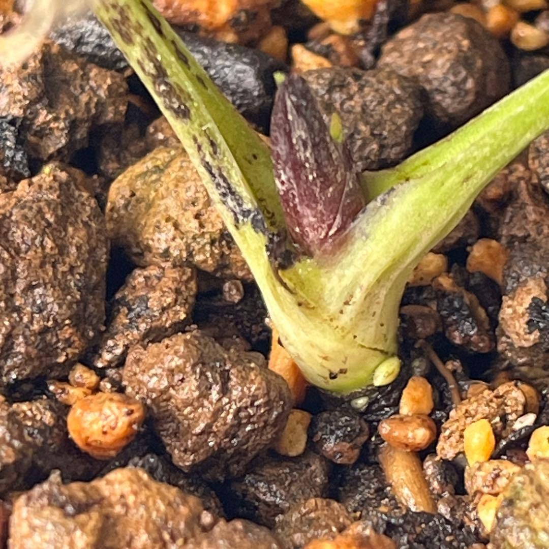 ま*ん様 ☘️ラスト☘️唯一無二☘️根充実❤️新芽(おそらく花芽)738⭐️極上