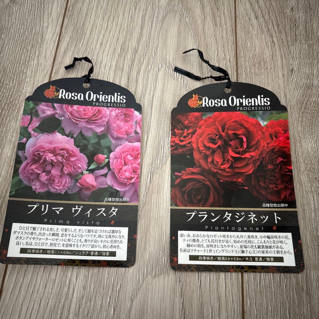 ロサオリエンティス プリマ ヴィスタ プランタジネット 大苗