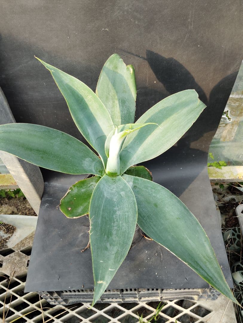 に*ろ様 アガベ　アテナータ　ハンチントンブルー