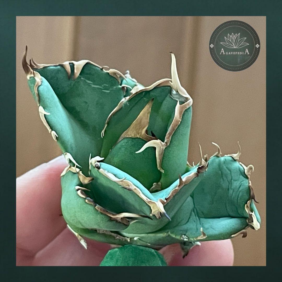 【REZA産】イラン株　選抜　アガベ　アングリーハート　ANGRY HEART