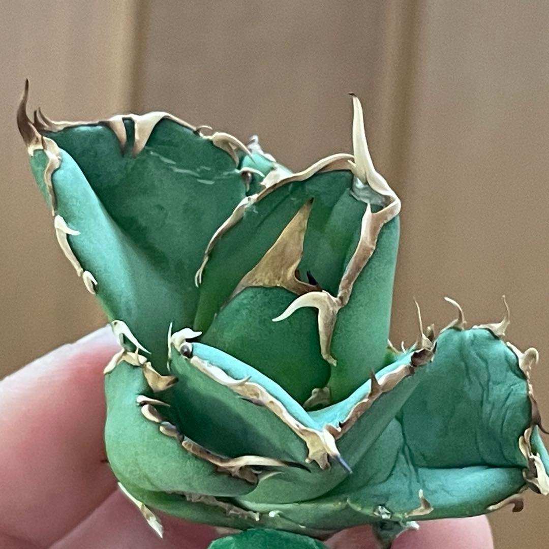 【REZA産】イラン株　選抜　アガベ　アングリーハート　ANGRY HEART