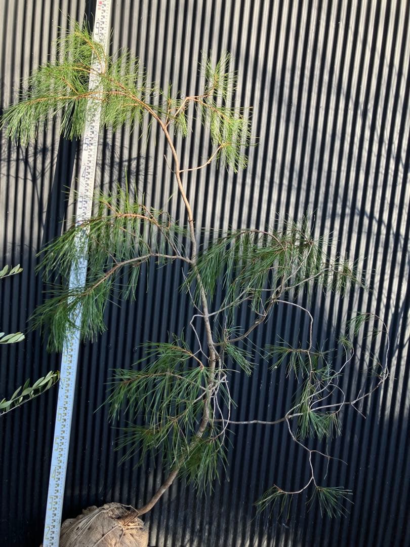 山採り　アカマツ