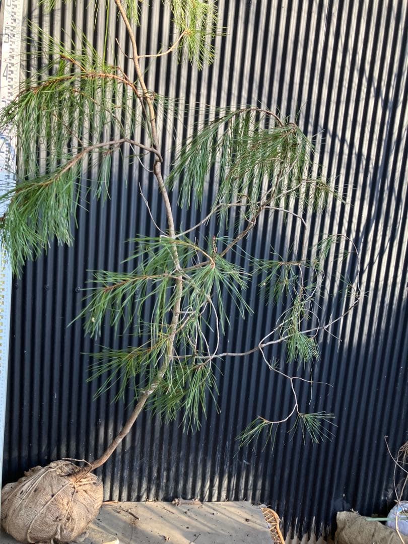 山採り　アカマツ