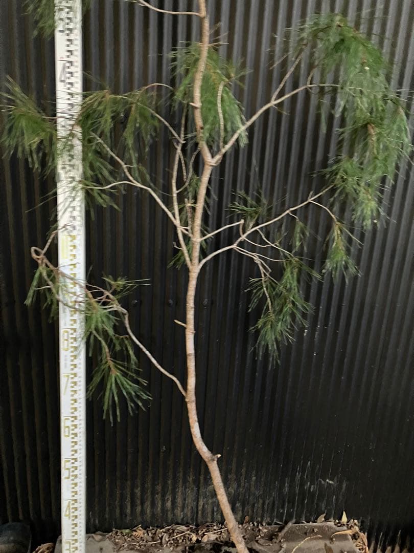 山採り　アカマツ