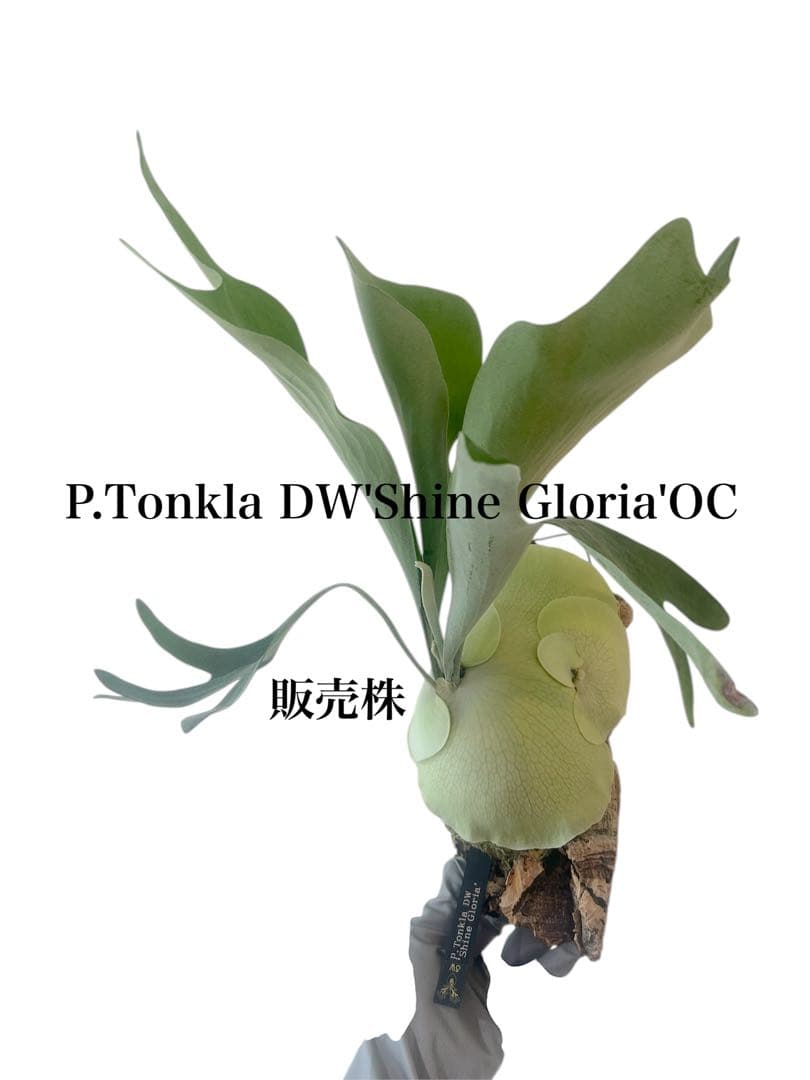 ビカクシダP.Tonkla DW'Shine Gloria' OC 子株付き
