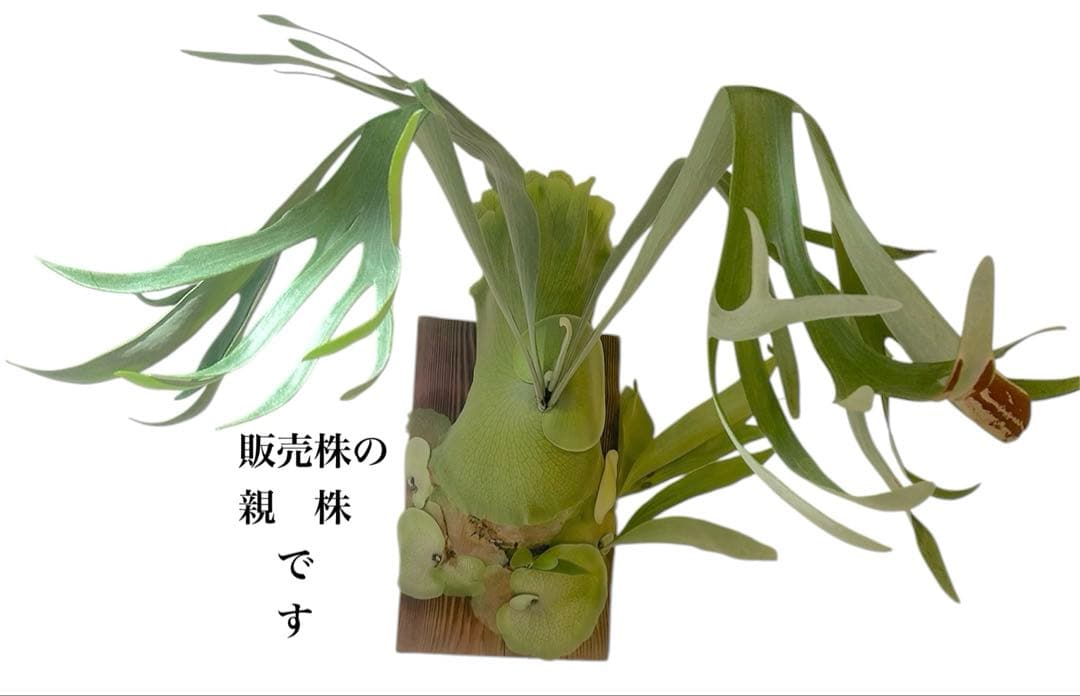 ビカクシダP.Tonkla DW'Shine Gloria' OC 子株付き