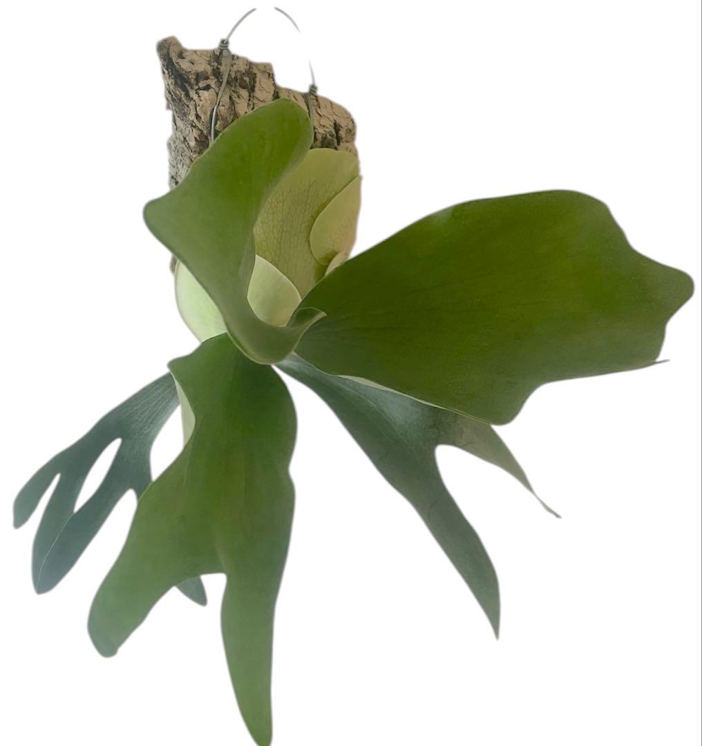 ビカクシダP.Tonkla DW'Shine Gloria' OC 子株付き