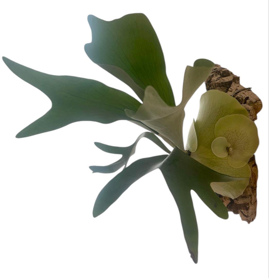 ビカクシダP.Tonkla DW'Shine Gloria' OC 子株付き