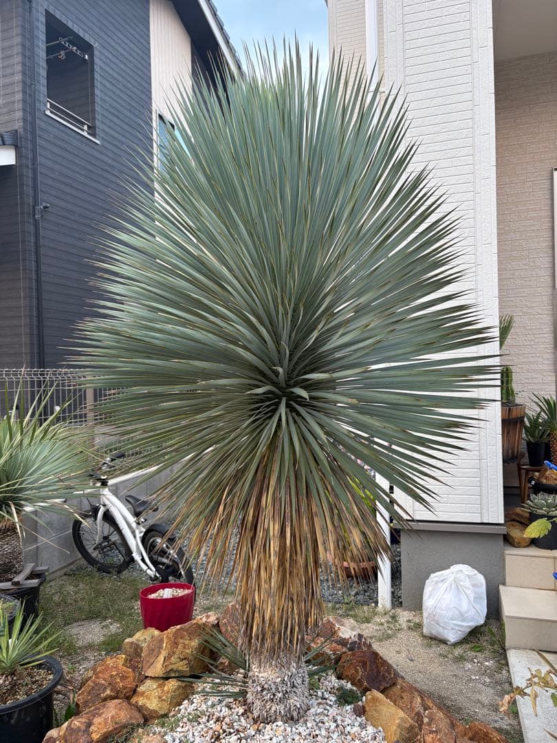 ユッカ　ロストラータ　タイ産　特大　極太　ドライガーデン