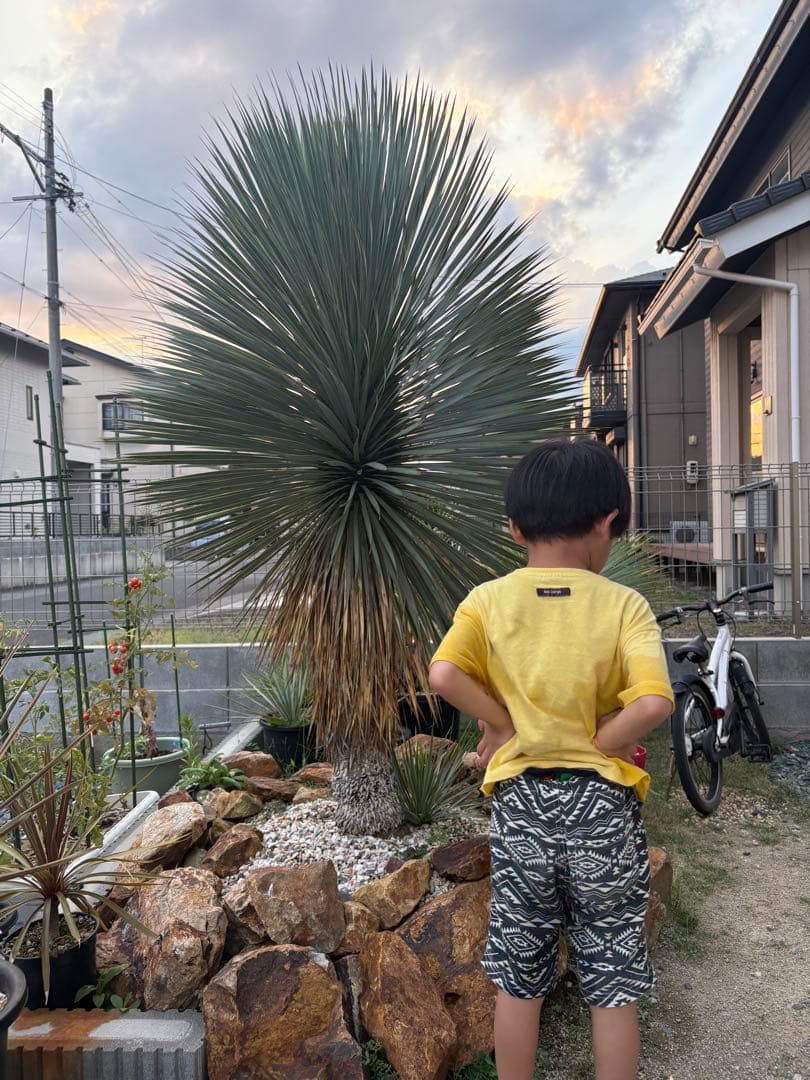 ユッカ　ロストラータ　タイ産　特大　極太　ドライガーデン