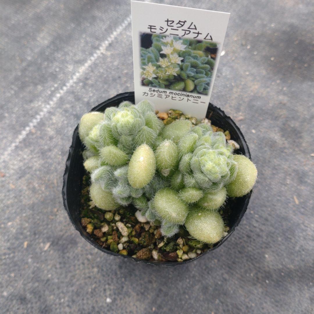 1ポット750円　セダム　モシニアナム（カシミアヒントニー）　　7.5cmポット