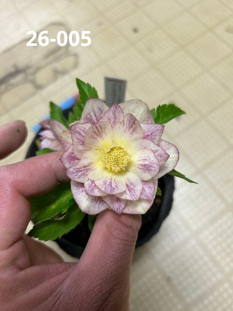 加藤農園 プリマヴェーラゴールド クリスマスローズ同梱可能