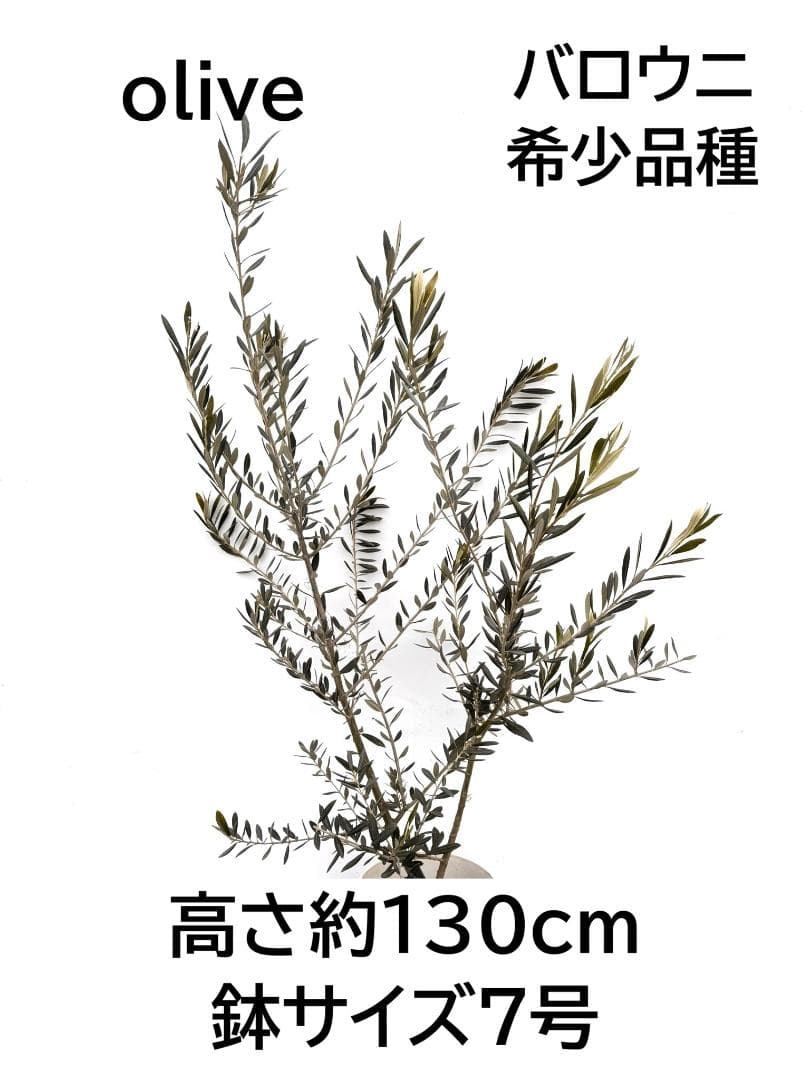 オリーブの木　バロウニ　7号　約130cm　K-307　希少品種　現品掲載