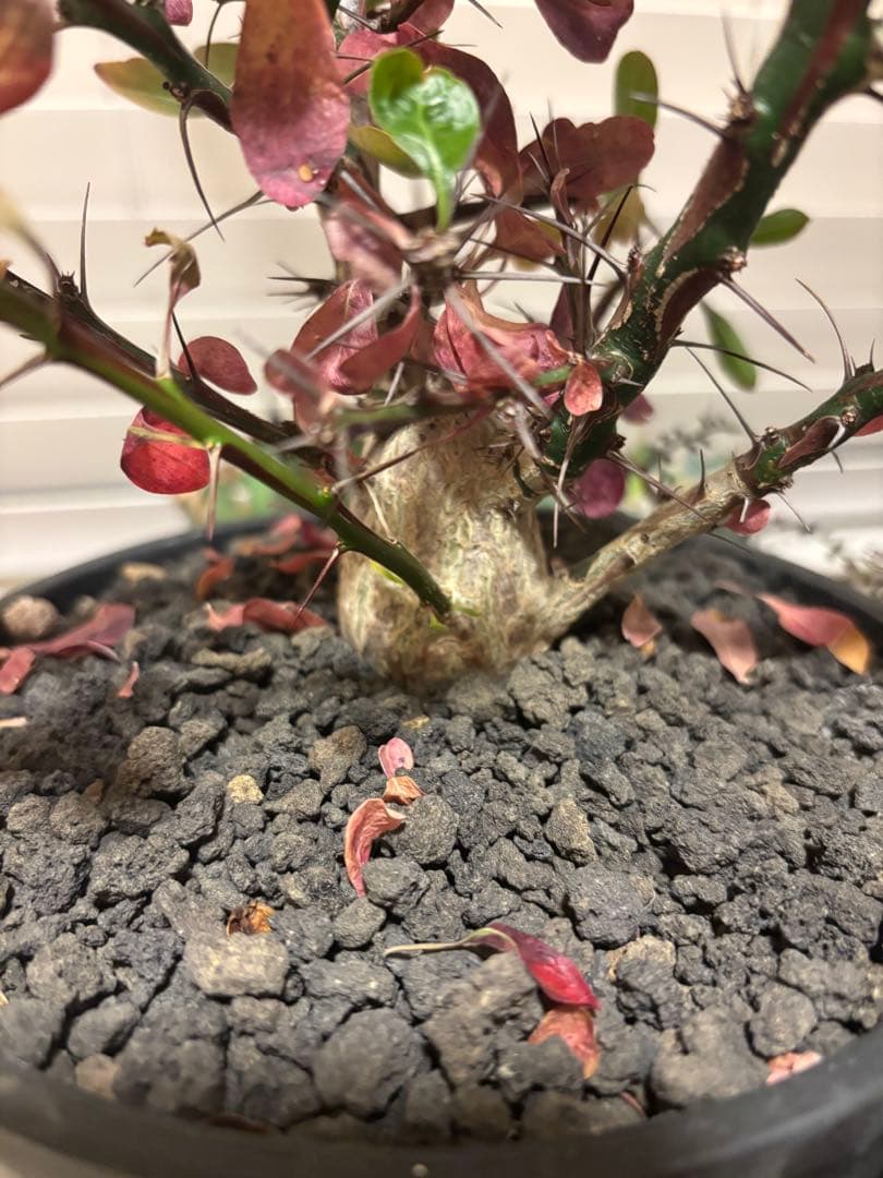 フォークイエリア　ファシクラータ　実生　良形