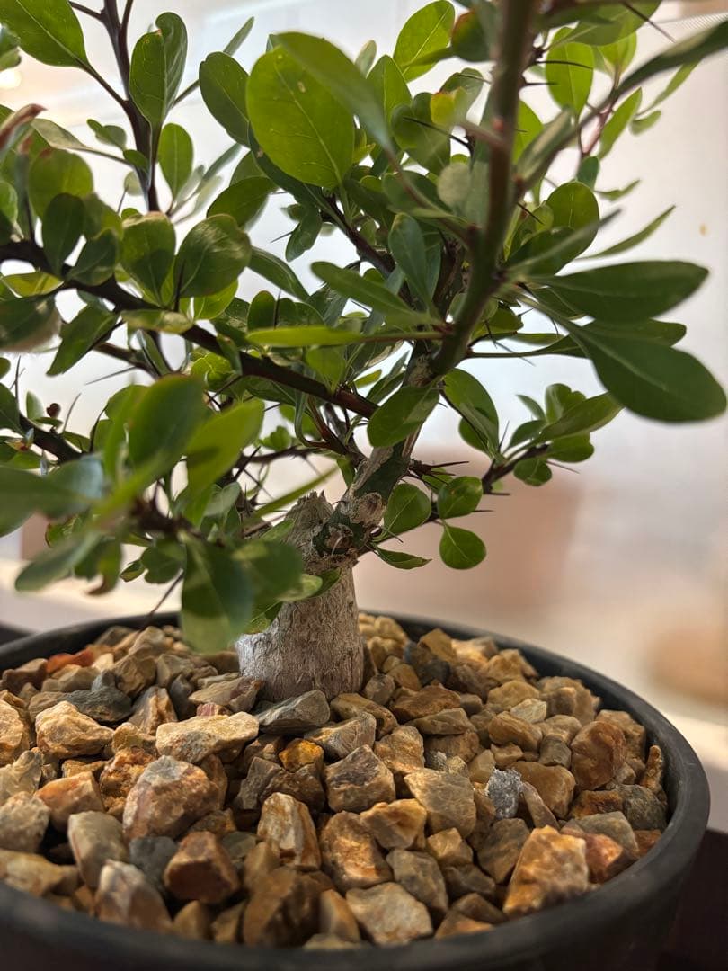 フォークイエリア　ファシクラータ　実生　良形