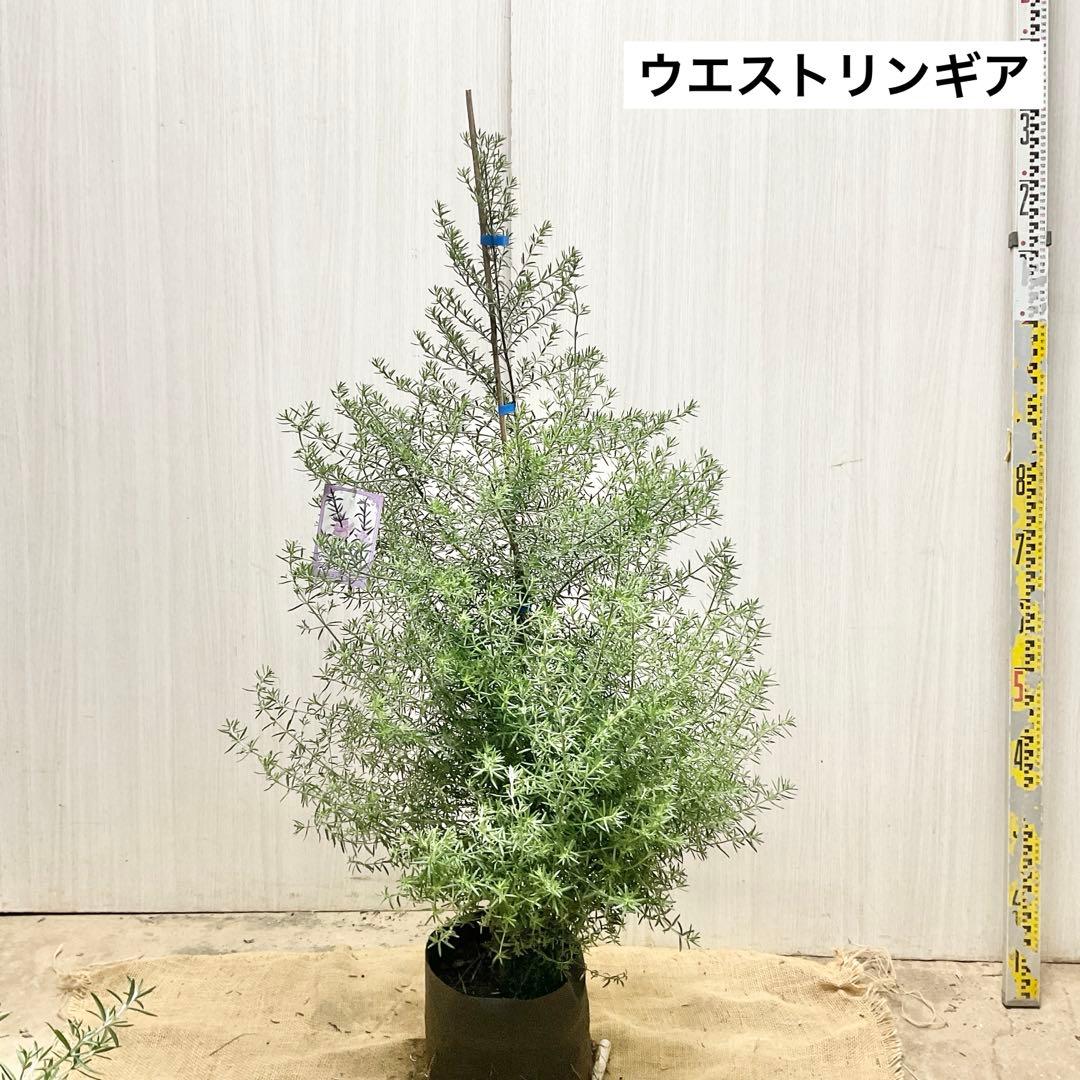 ウエストリンギア/ 937