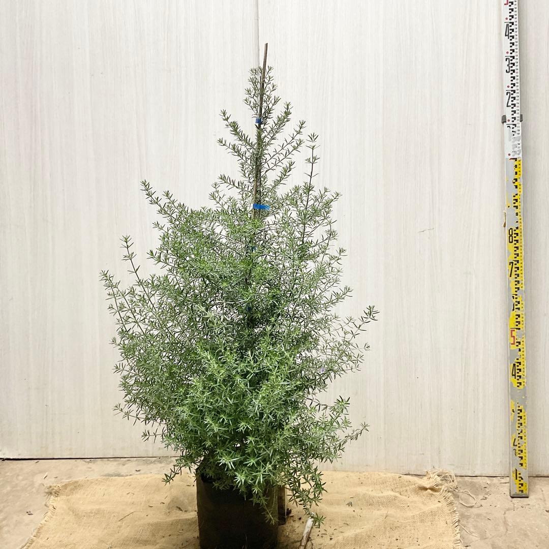 ウエストリンギア/ 937