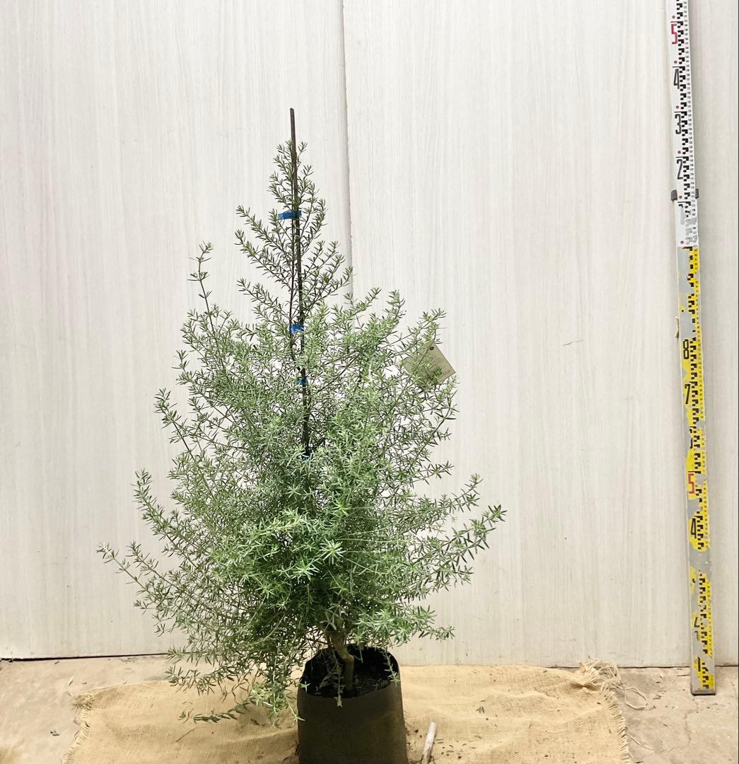 ウエストリンギア/ 937