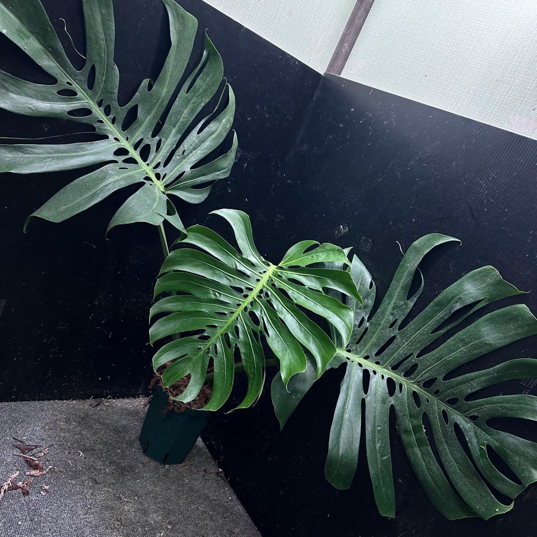 モンステラデリシオーサマクロコズム超希少系統鉢植え81㎝