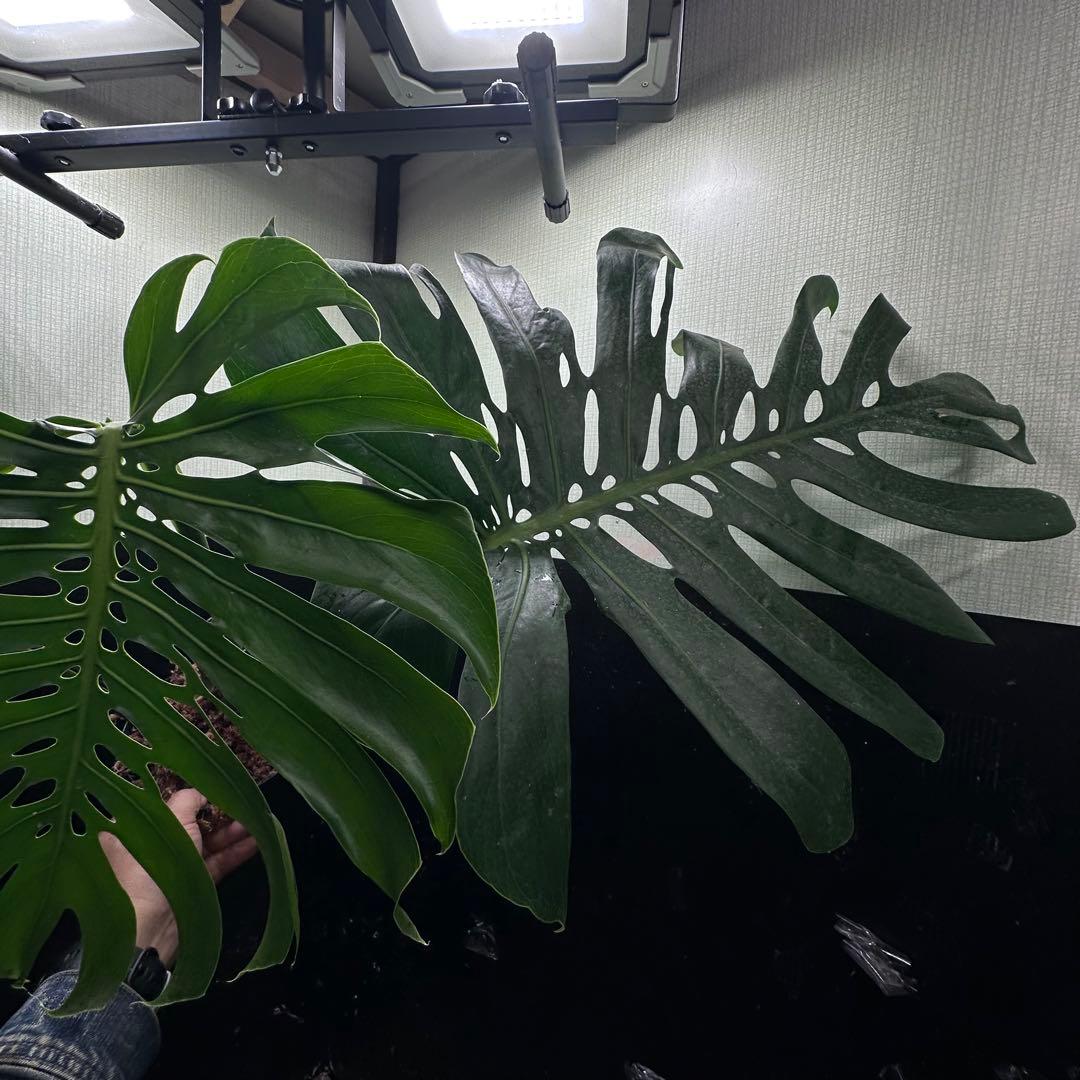 モンステラデリシオーサマクロコズム超希少系統鉢植え81㎝