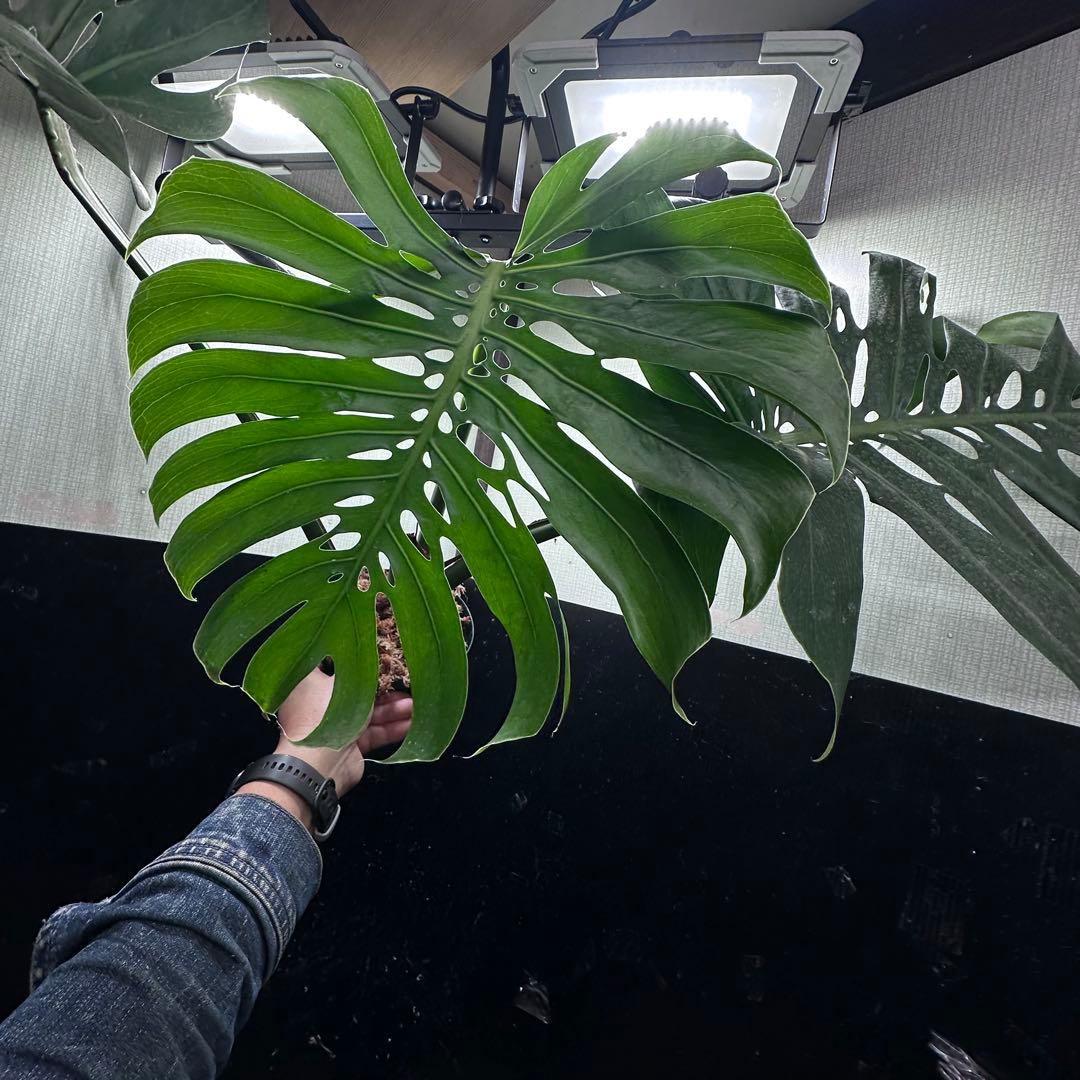 モンステラデリシオーサマクロコズム超希少系統鉢植え81㎝