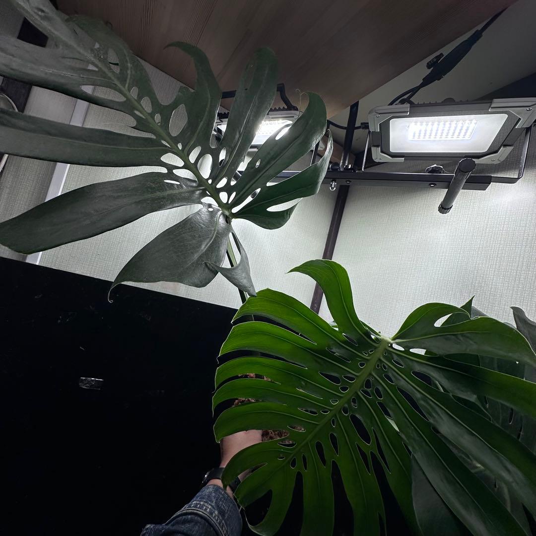 モンステラデリシオーサマクロコズム超希少系統鉢植え81㎝