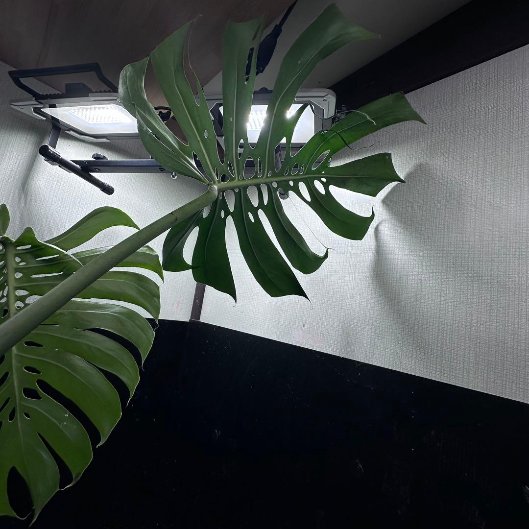 モンステラデリシオーサマクロコズム超希少系統鉢植え81㎝