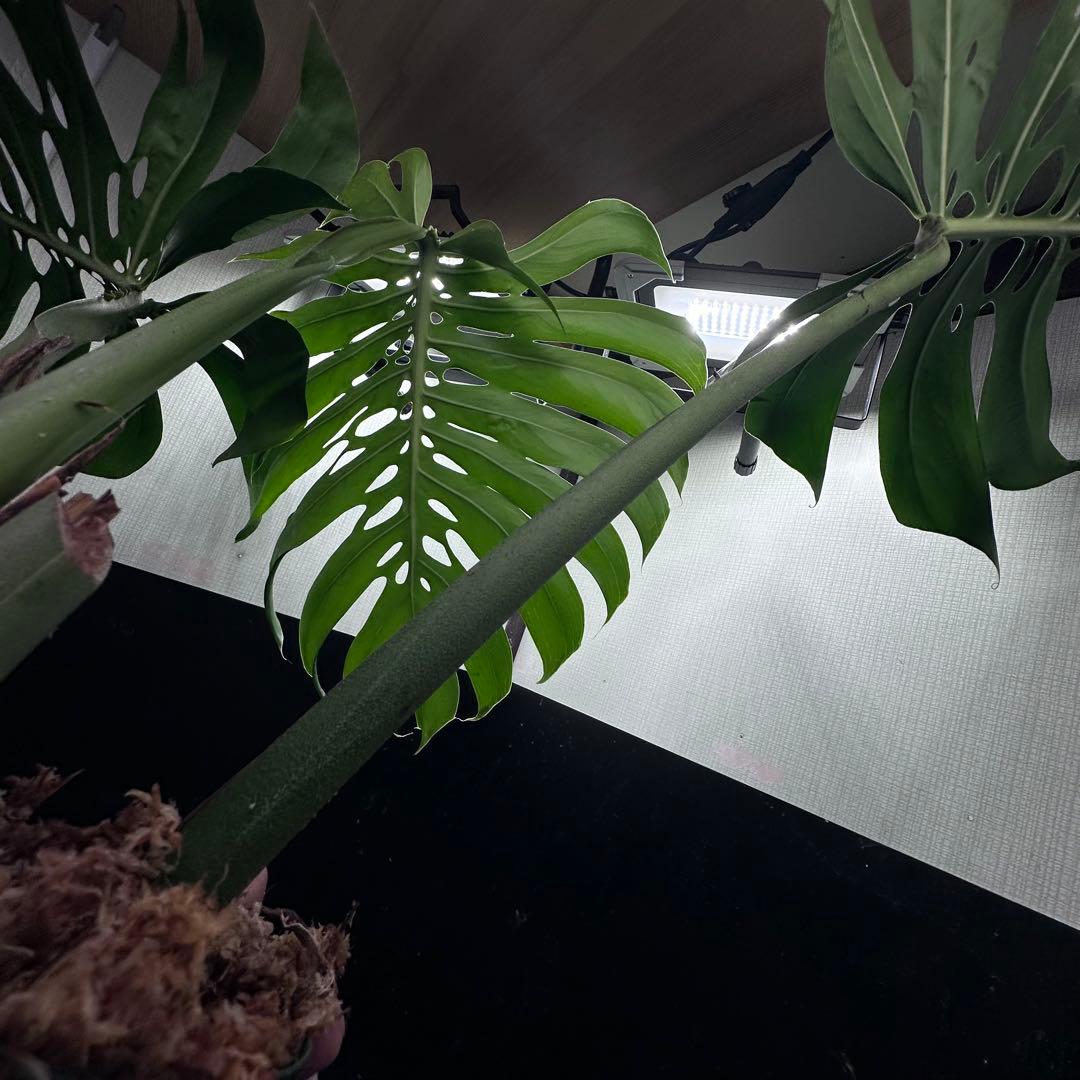 モンステラデリシオーサマクロコズム超希少系統鉢植え81㎝