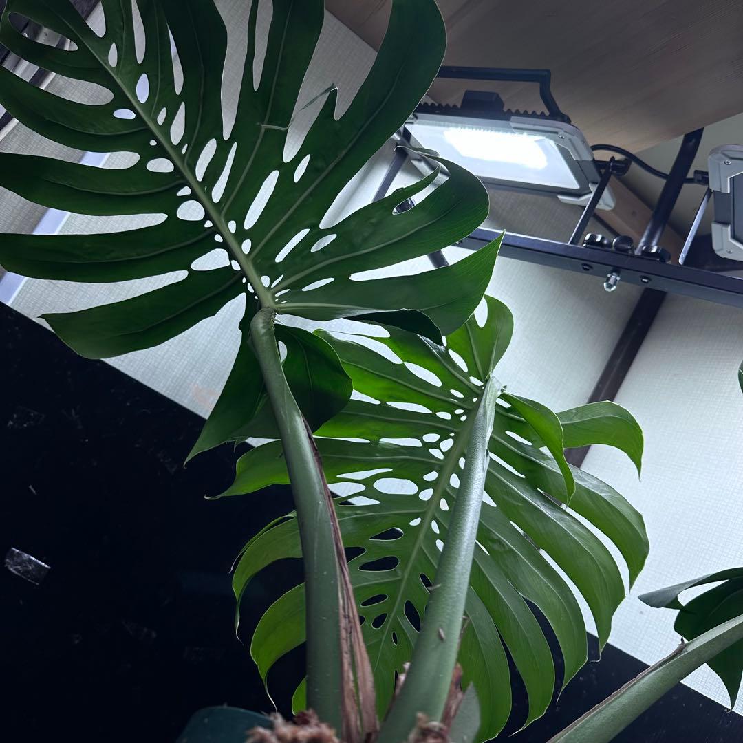 モンステラデリシオーサマクロコズム超希少系統鉢植え81㎝