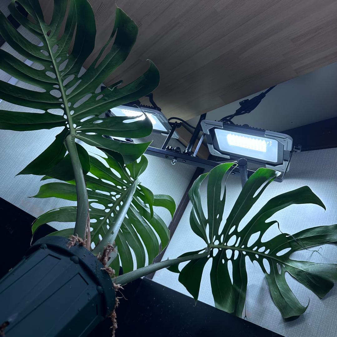 モンステラデリシオーサマクロコズム超希少系統鉢植え81㎝