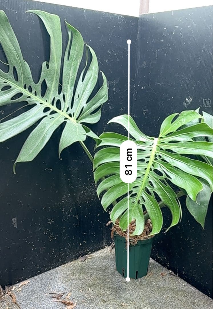 モンステラデリシオーサマクロコズム超希少系統鉢植え81㎝