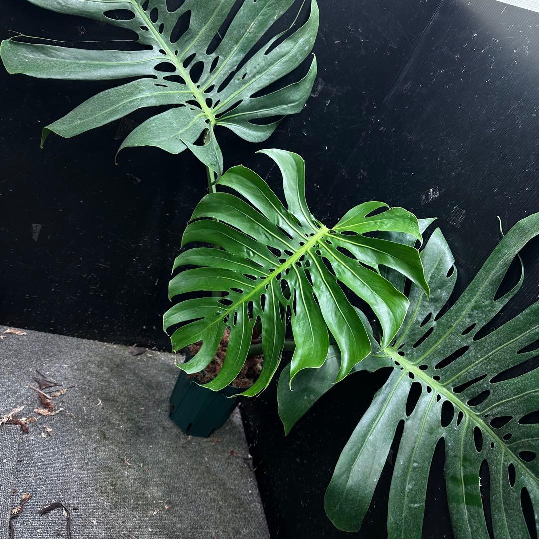 モンステラデリシオーサマクロコズム超希少系統鉢植え81㎝