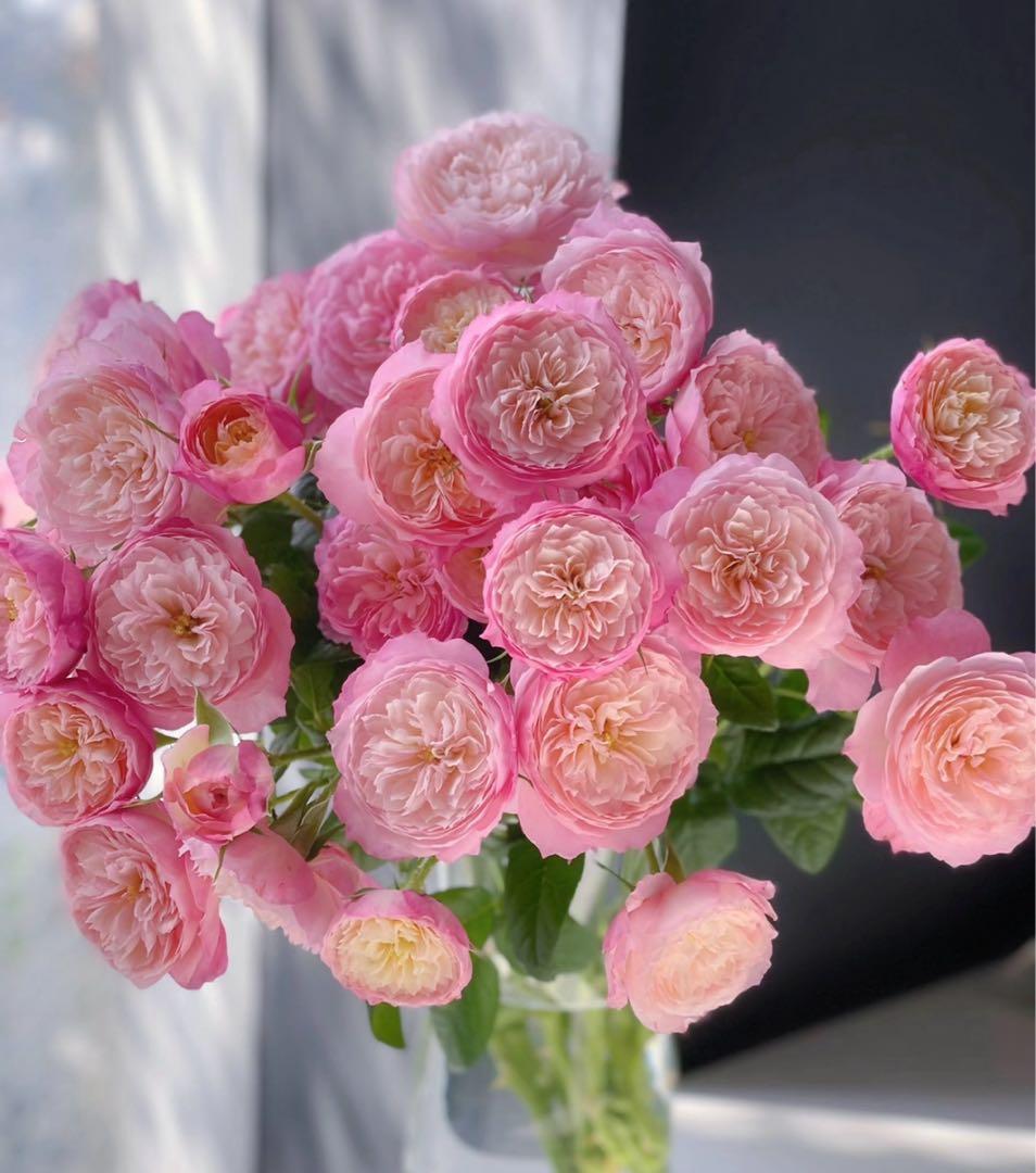 バラ苗 四季咲き　強香　育てやすい挿し木苗 コンスタンス　大苗