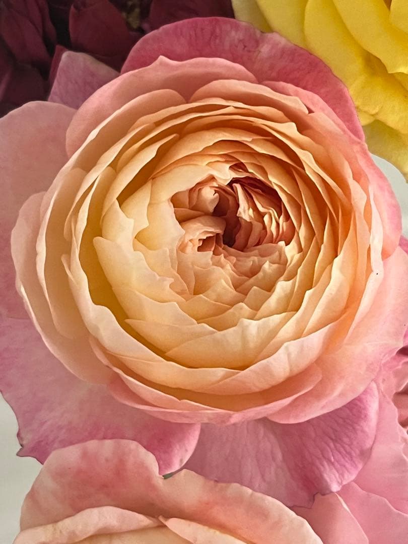 バラ苗 四季咲き　強香　育てやすい挿し木苗 コンスタンス　大苗