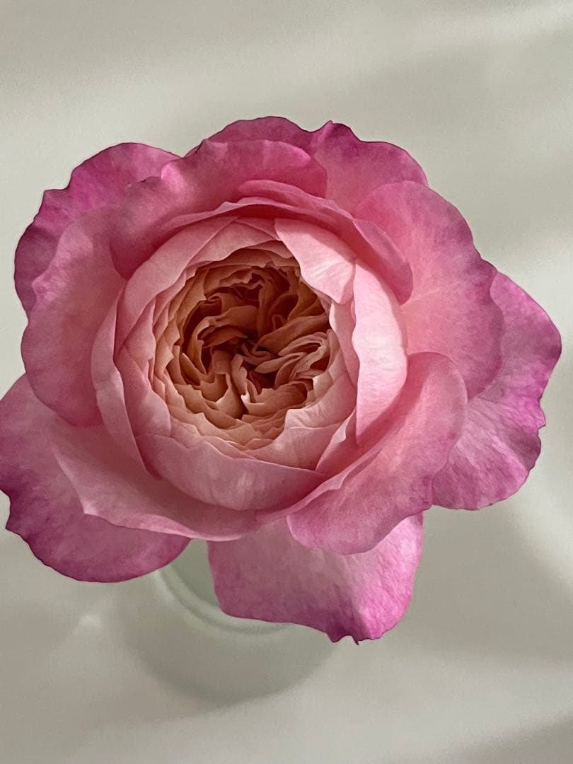 バラ苗 四季咲き　強香　育てやすい挿し木苗 コンスタンス　大苗