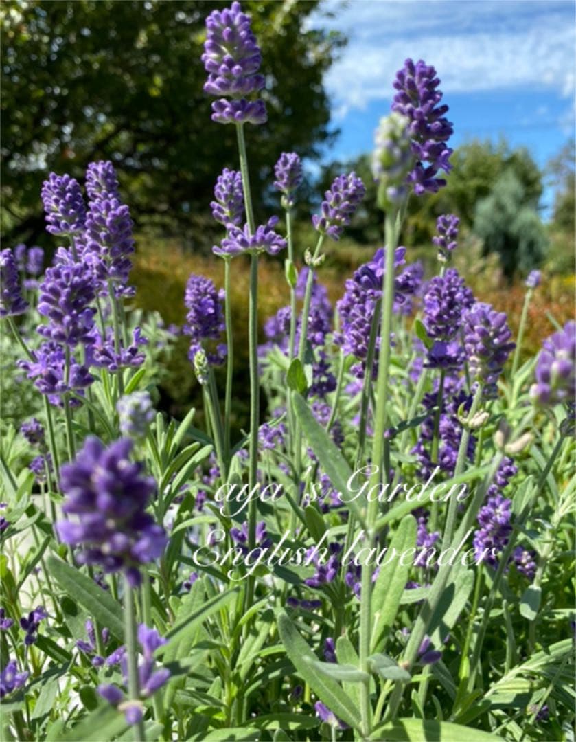 イングリッシュラベンダー　挿し穂　10本