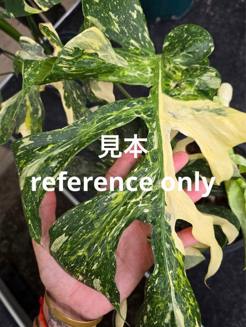 希少斑入り本物　モンステラ　デリシオーサ グリーンオングリーン　ミューテーション