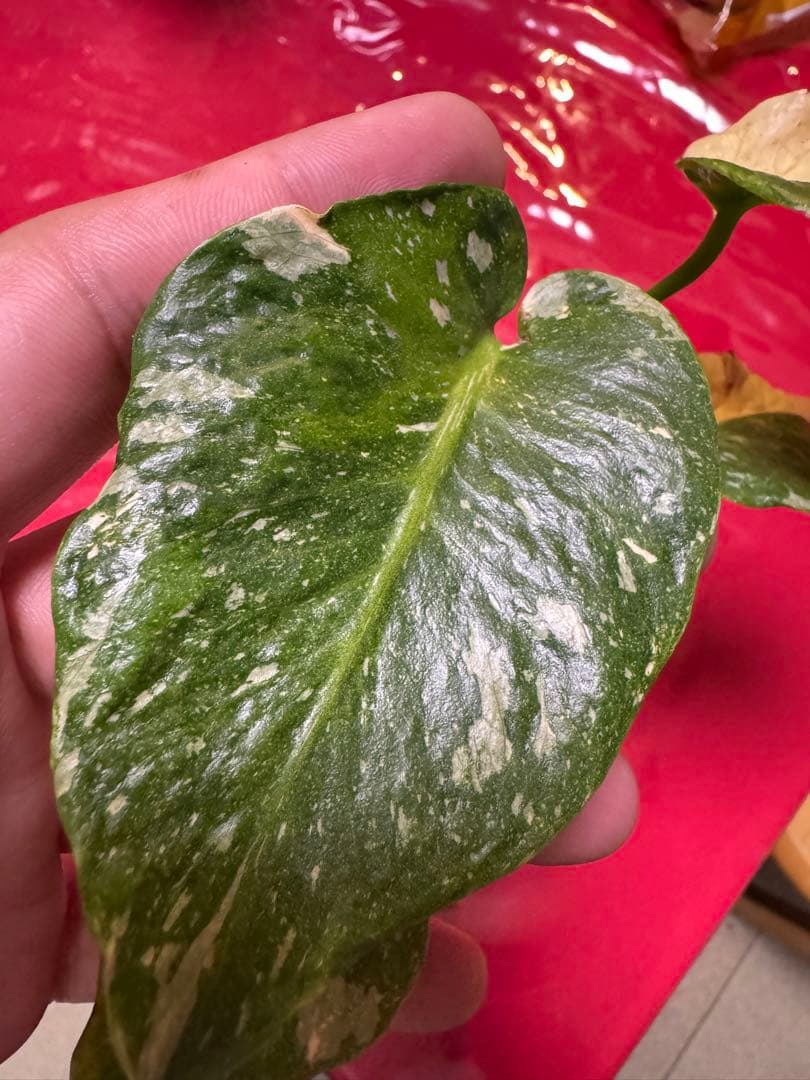 希少斑入り本物　モンステラ　デリシオーサ グリーンオングリーン　ミューテーション