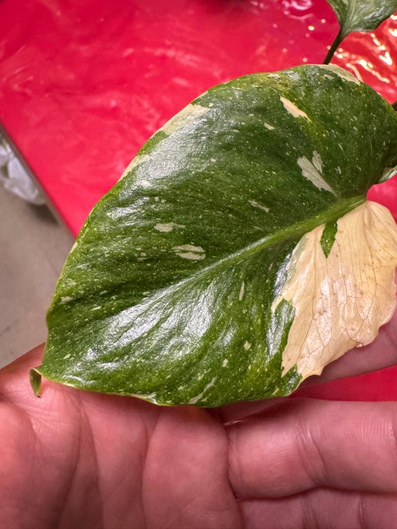 希少斑入り本物　モンステラ　デリシオーサ グリーンオングリーン　ミューテーション