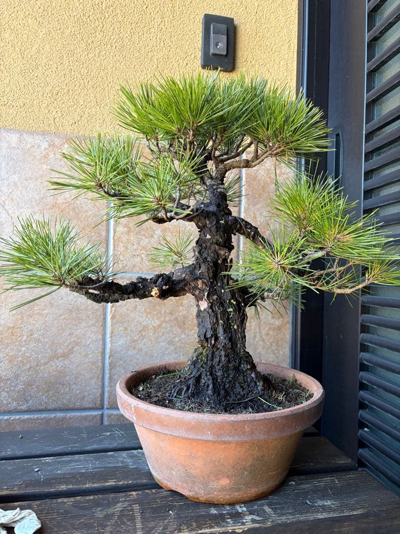 黒松盆栽　岩石性