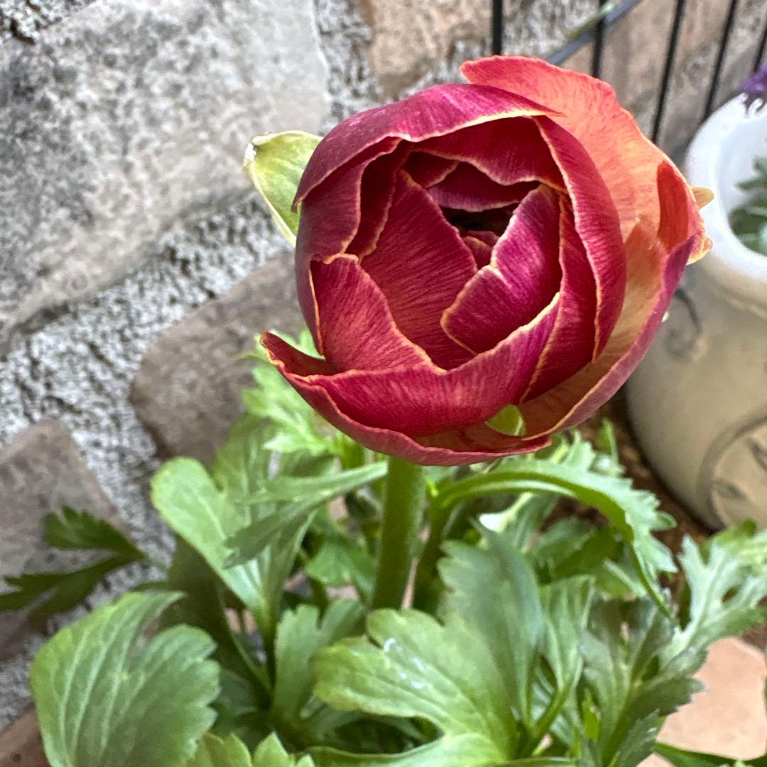 ラナンキュラス・エトワール