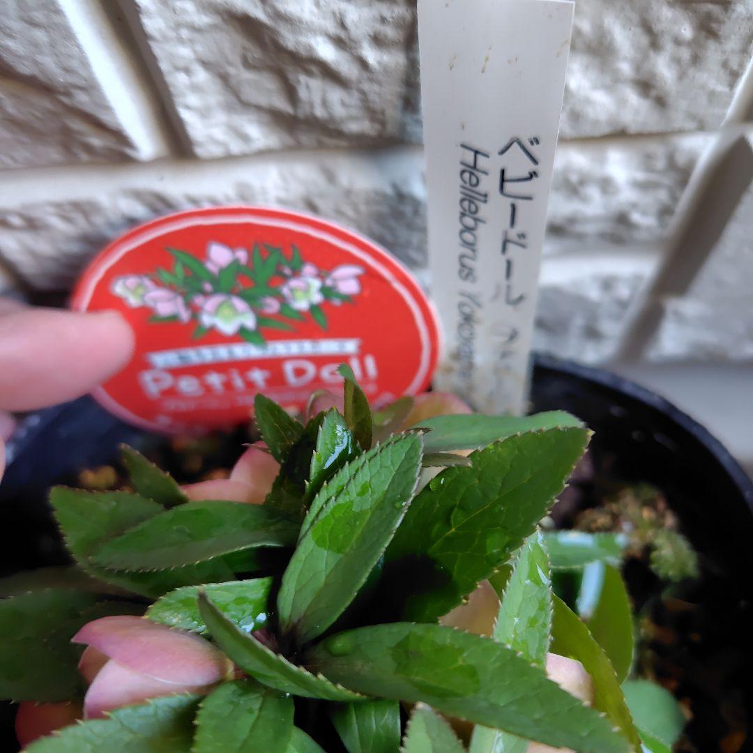 専用【開花株】横山園芸クリスマスローズ　ベビードール　札付き