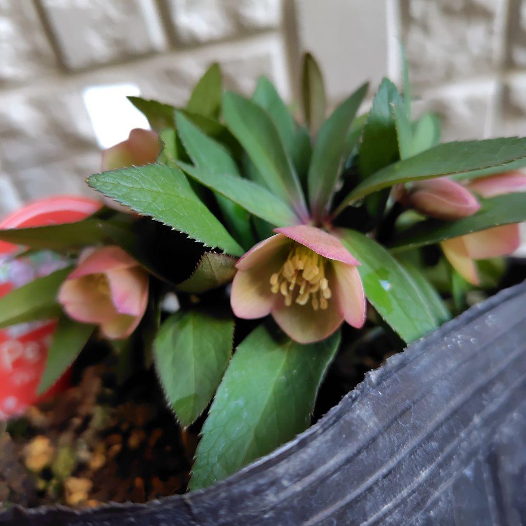 専用【開花株】横山園芸クリスマスローズ　ベビードール　札付き