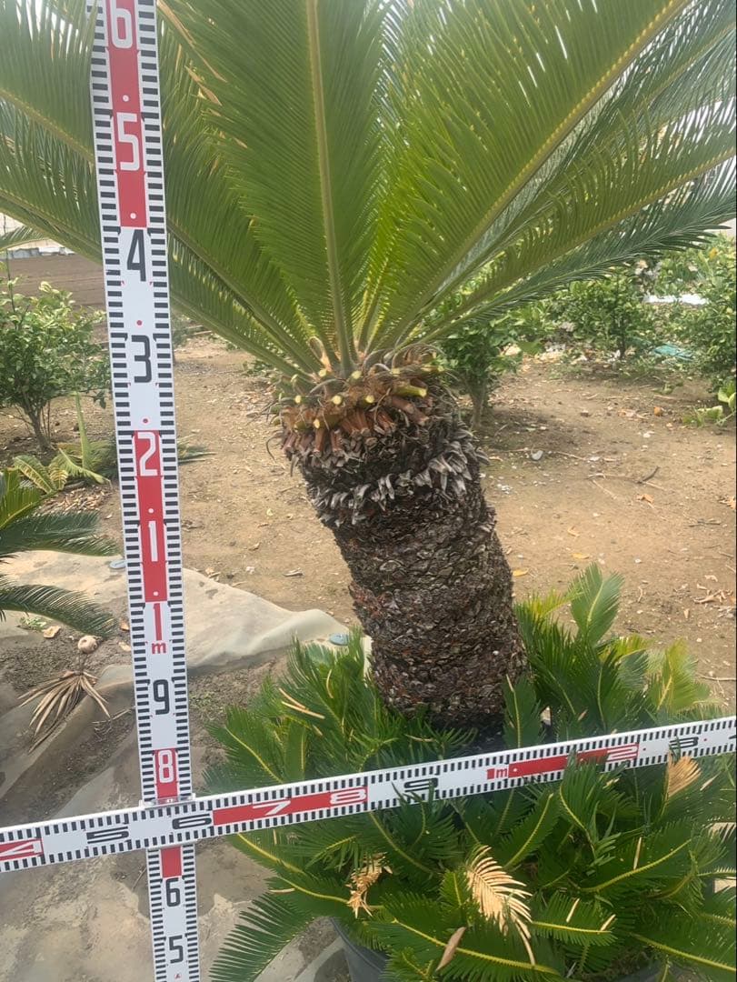 ソテツ　　引取限定　　bysページ