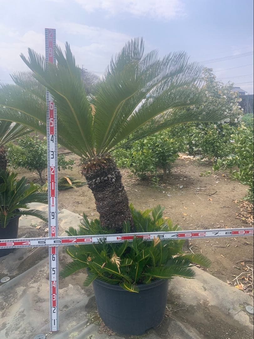 ソテツ　　引取限定　　bysページ