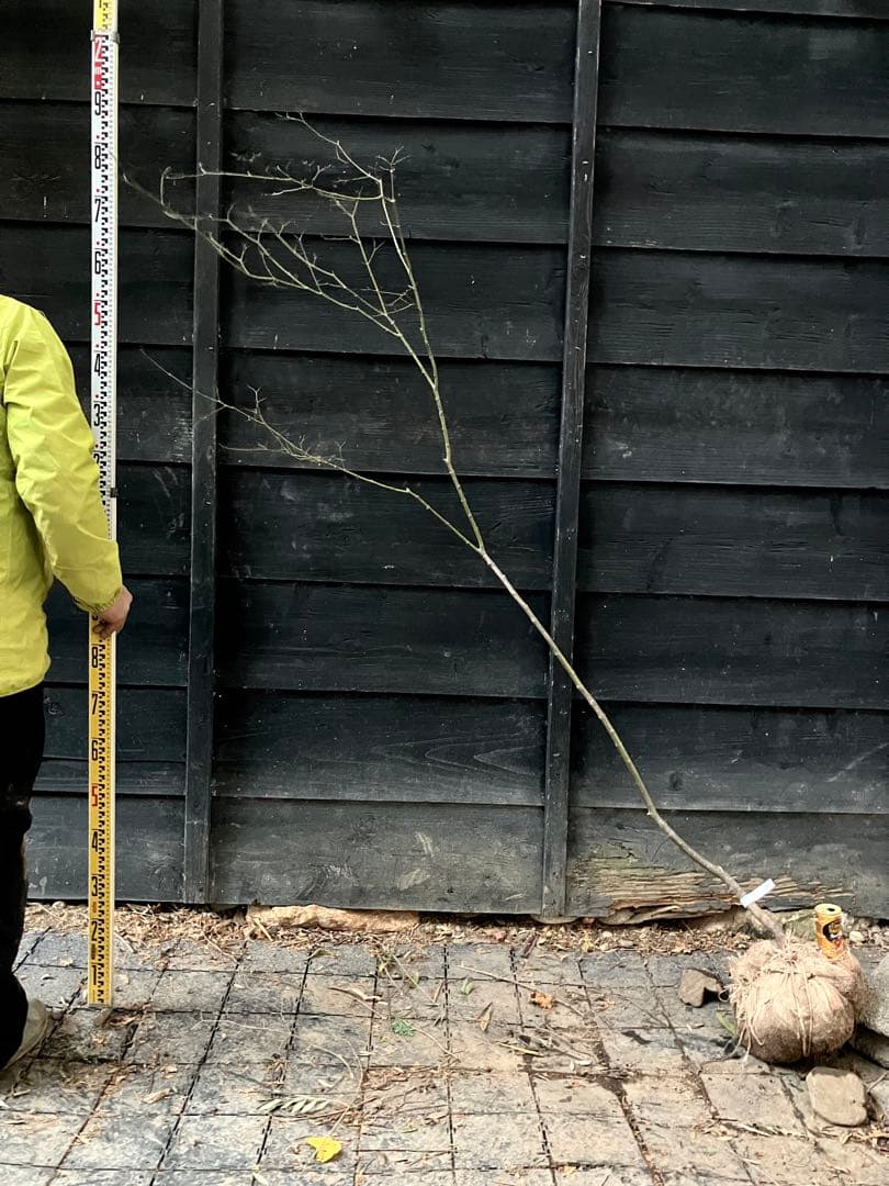 60 山採り　ヤマモミジ