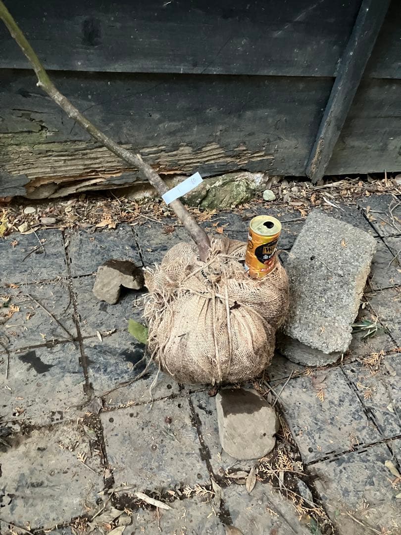 60 山採り　ヤマモミジ