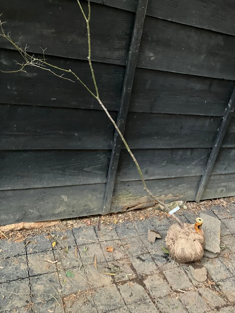 60 山採り　ヤマモミジ