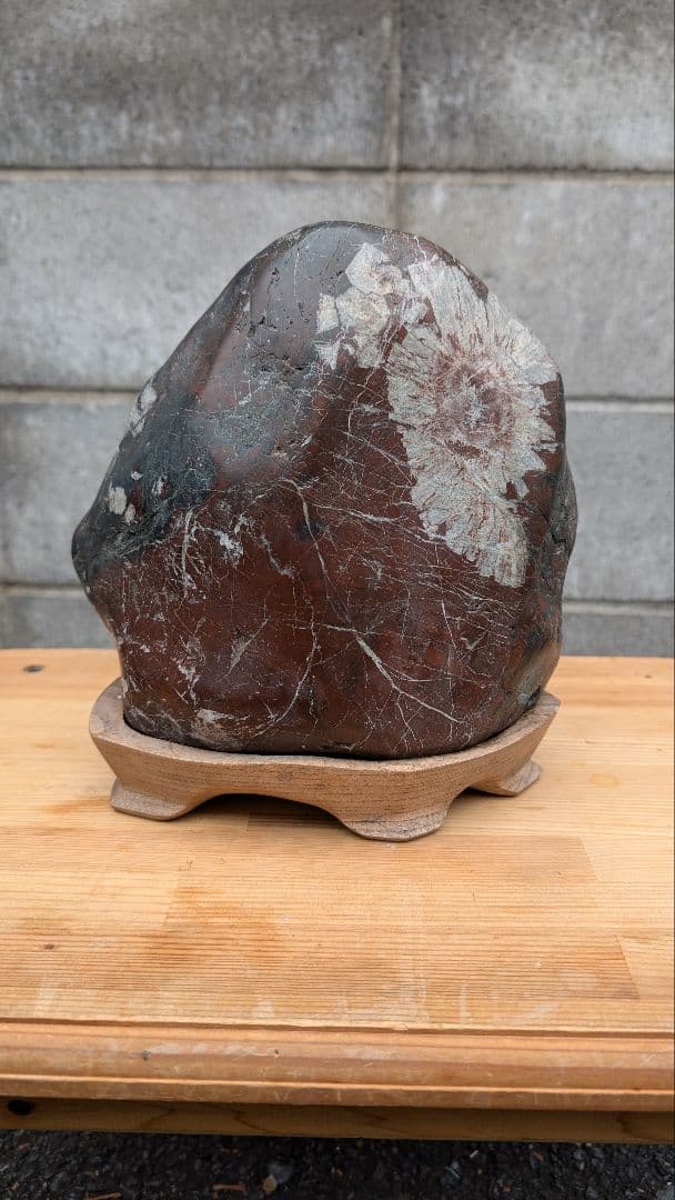 菊花石　水石　盆石　鑑賞石