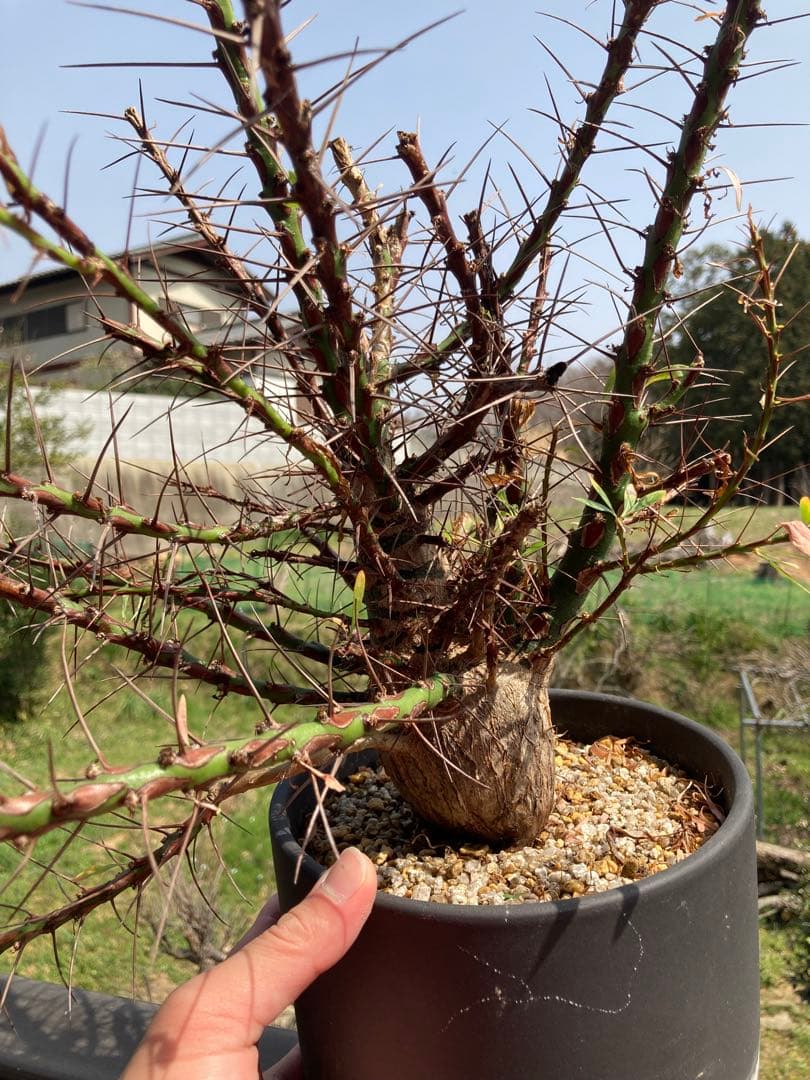 【早い者勝ち】 【塊根幅8cm超】フォークイエリア プルプシー 現地球